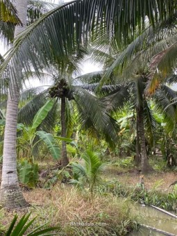 Đất vườn dừa xã sơn phú,giồng trôm,bến tre,dt 2,1công,giá 790tr